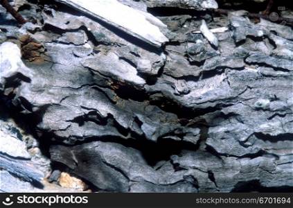 Close-up of the surface of burnt wooden logs