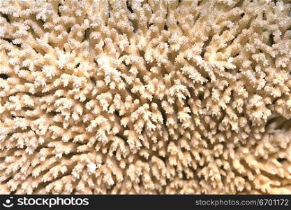 Close-up of the surface of coral