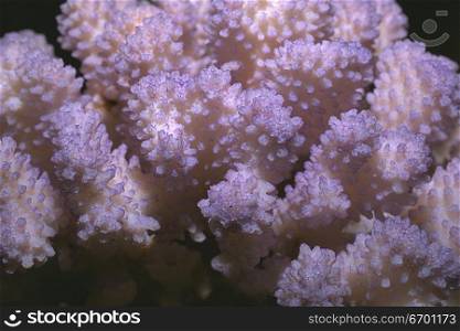 Close-up of the surface of coral