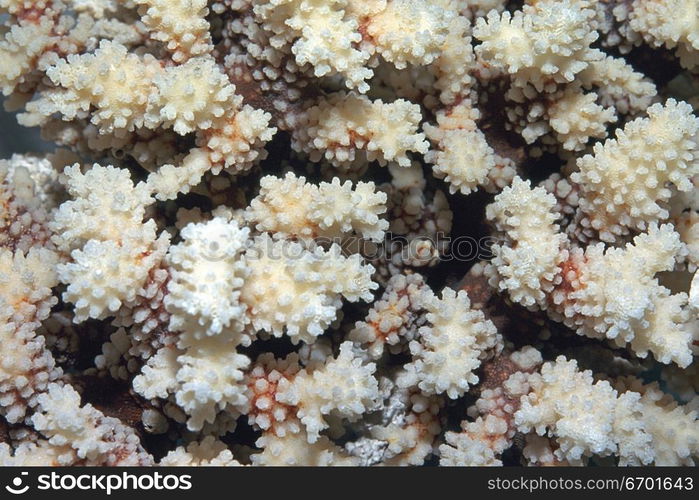 Close-up of the surface of coral