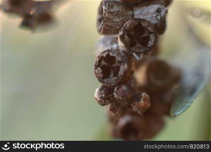 close up of the textures and detail of gum tree flowers and nuts on a native tree in a garden, rural Australia