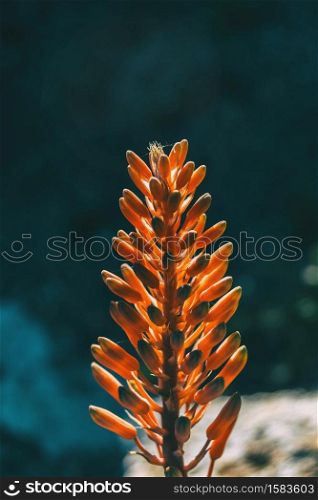 Close-up of the top of a raceme of aloe arborescens on a neutral background