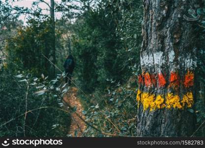 Close-up of the trunk bark of a tree with paint signaling a hiking trail