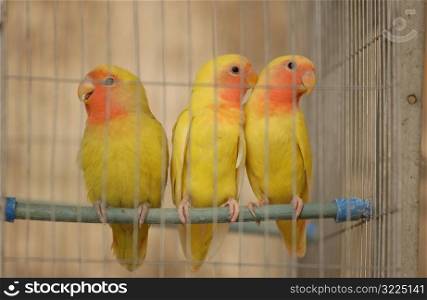 Close-up of three birds in a bird cage, Havana, Cuba