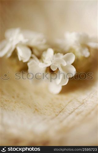 Close-up of three flowers