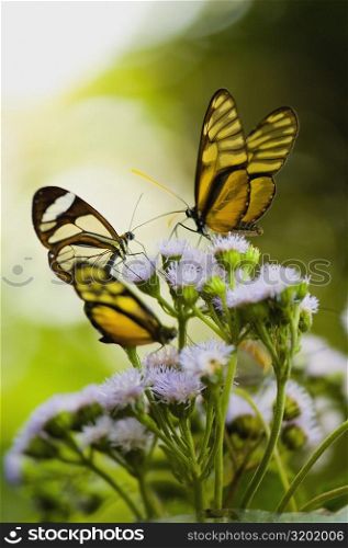Close-up of three Glasswing (Greta Oto) butterflies pollinating flowers