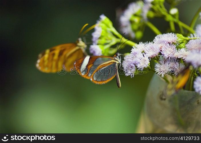 Close-up of three Glasswing (Greta Oto) butterflies pollinating flowers