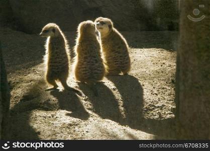 Close-up of three meerkats