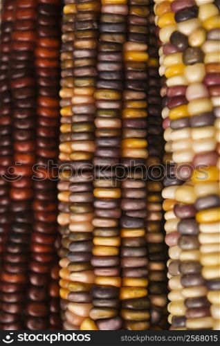 Close-up of three multicolored ears of Indian corn.