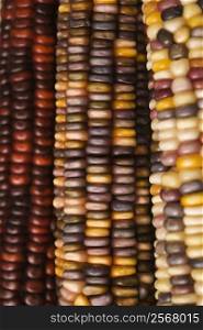 Close-up of three multicolored ears of Indian corn.