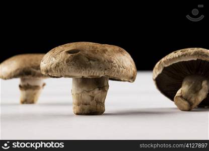 Close-up of three mushrooms