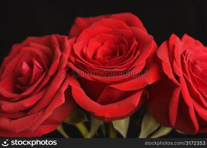 Close-up of three red roses against black background.