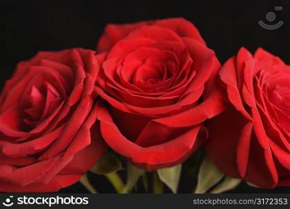 Close-up of three red roses against black background.