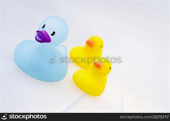 Close-up of three rubber ducks