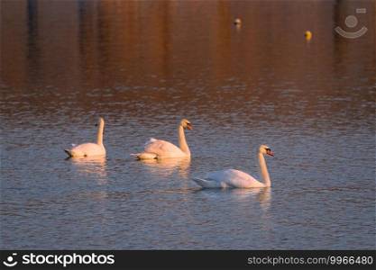 Close up of three swans in the morning sun. Swans morning sun