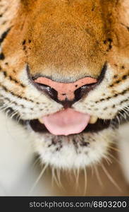 close up of tiger face