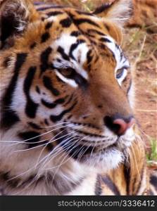 Close-up of Tiger face with soft expression