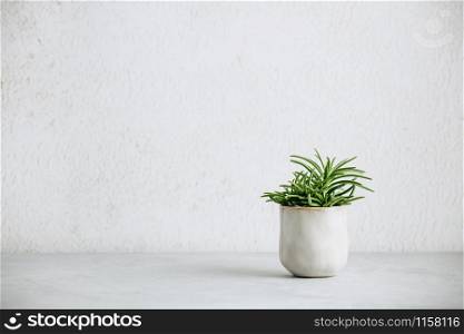 Close up of tiny succulent in trendy ceramic pot against white wall. Minimalistic Lifestyle home decoration