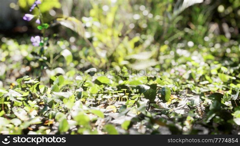 close up of tip of a green broadleaf carpet grass