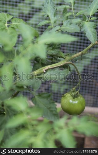 Close-up of tomato plant, Lake of The Woods, Ontario, Canada