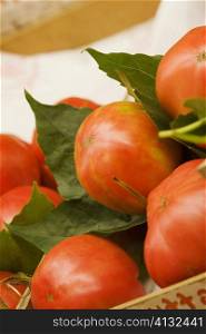 Close-up of tomatoes, Sorrento, Sorrentine Peninsula, Naples Province, Campania, Italy