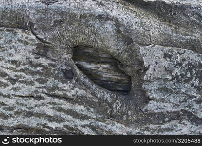 Close-up of tree bark