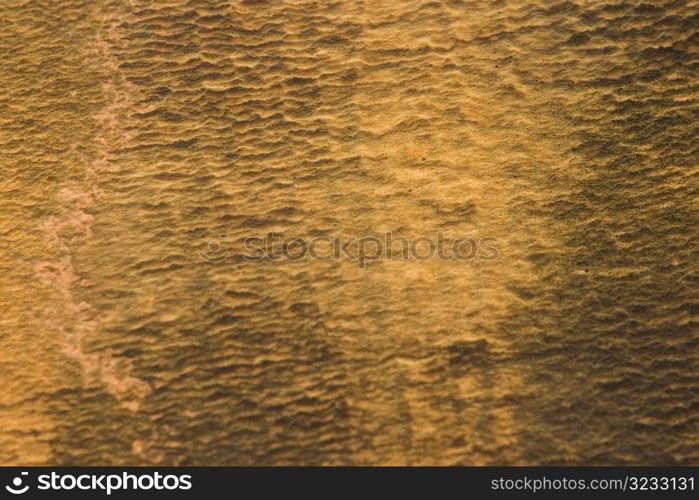 Close up of tree bark