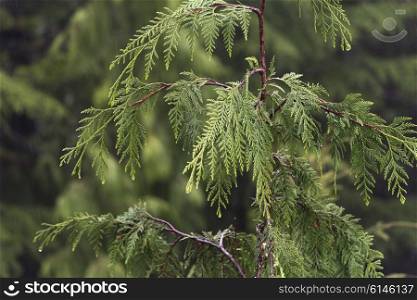 Close-up of tree branch, Alberni-Clayoquot Regional District, Vancouver Island, British Columbia, Canada