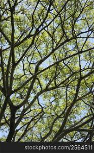 Close-up of tree branches with green leaves and blue sky.