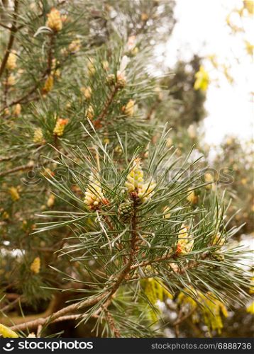 close up of tree details growing in spring cones pine