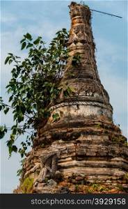 Close up of tree growing out a temple. Close up of tree growing out of a temple pagoda in Hsipaw Burma Myanmar