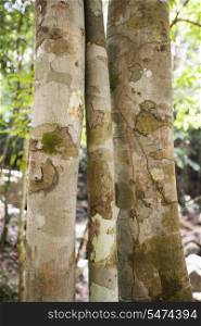 Close-up of tree trunks in forest; Koh Pha Ngan; Thailand