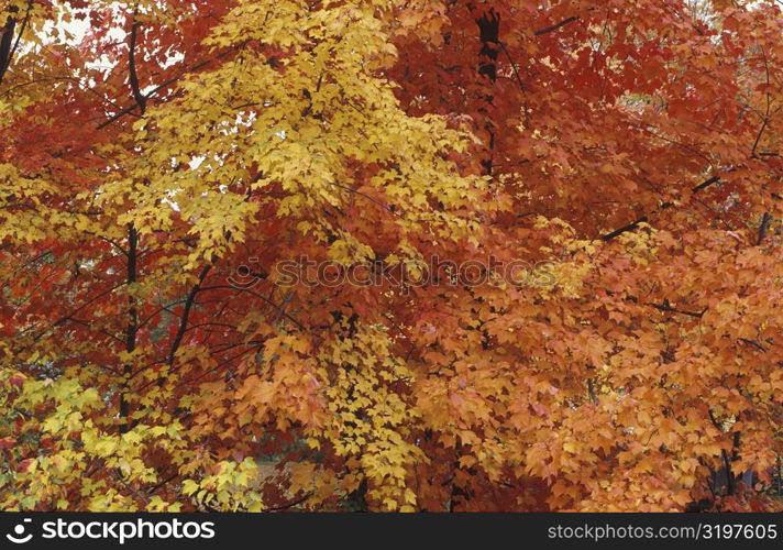 Close-up of trees