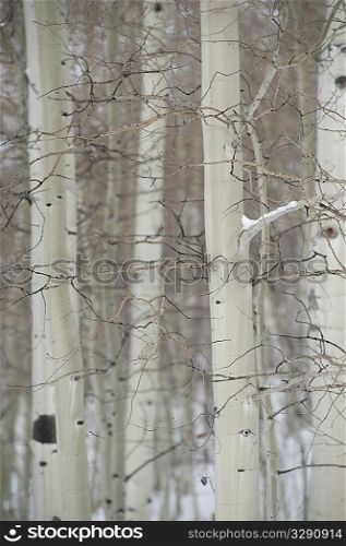 Close up of trees in Vail, Colorado