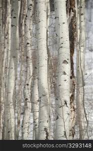 Close up of trees in Vail, Colorado