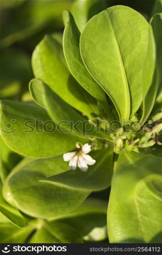 Close-up of tropical flower and leaves in Maui, Hawaii, USA.