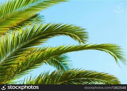 Close up of tropical green palm leaves in sunlight against blue sky.. Tropical palm leaves close up