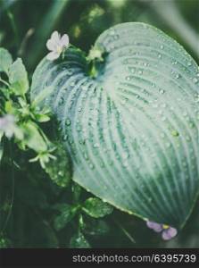 Close up of tropical leaf with water drops, nature background