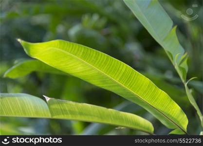 Close-up of tropical plant leaves, Haleiwa, North Shore, Oahu, Hawaii, USA