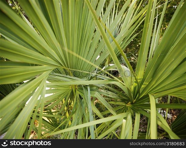 Close up of tropical plant with long spikey leaves.