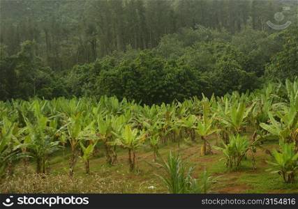 Close-up of tropical vegetation, Moorea, Tahiti, French Polynesia, South Pacific