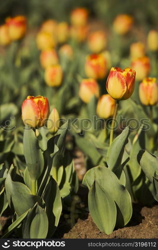 Close-up of tulip flowers