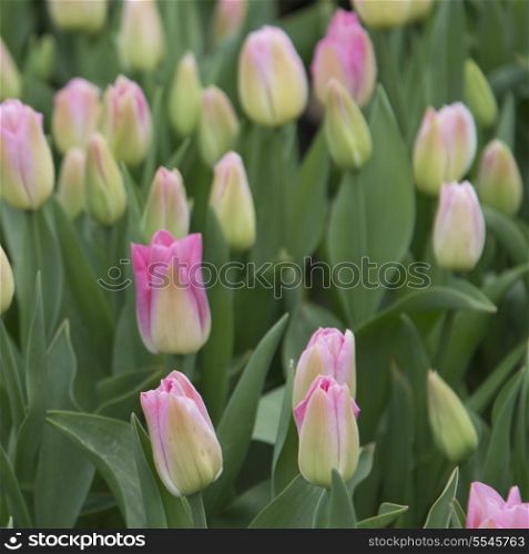 Close-up of tulip flowers, Washington State, USA