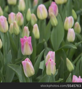 Close-up of tulip flowers, Washington State, USA