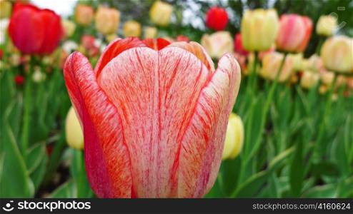 Close-up of tulip in flower garden.