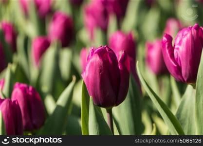 Close up of tulip with shallow depth of field