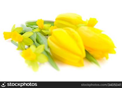 close-up of tulips and daffodils on white background