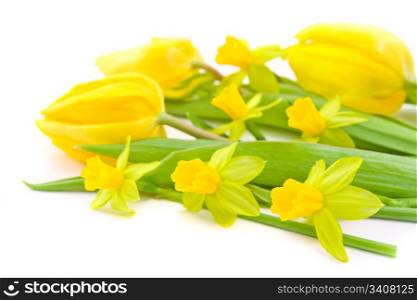 close-up of tulips and daffodils on white background