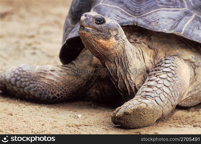 Close up of turtle crawling in sand