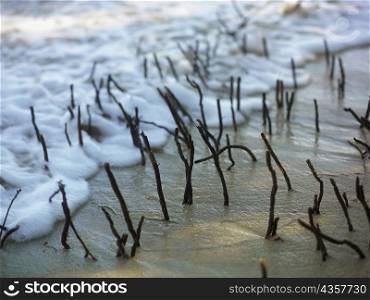 Close-up of twigs in the sand on the beach
